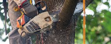 Best Emergency Tree Removal  in Mitchell, NE