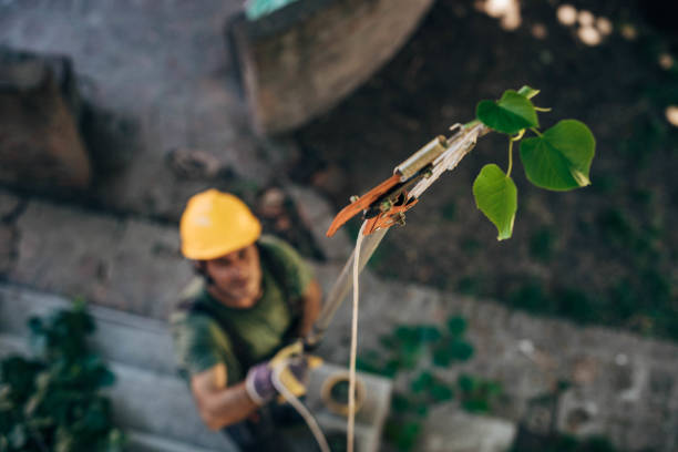 How Our Tree Care Process Works  in  Mitchell, NE