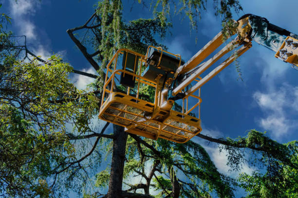 Best Tree Maintenance Programs  in Mitchell, NE