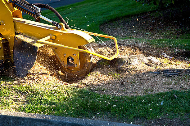 Mitchell, NE Tree Services Pros