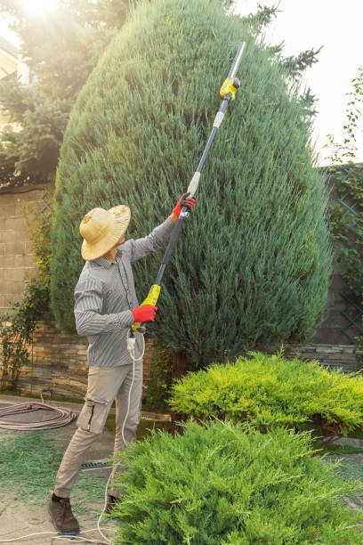 Best Stump Grinding and Removal  in Mitchell, NE