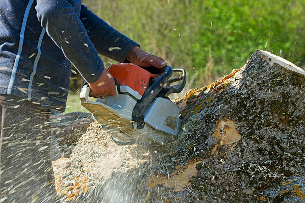 Best Fruit Tree Pruning  in Mitchell, NE