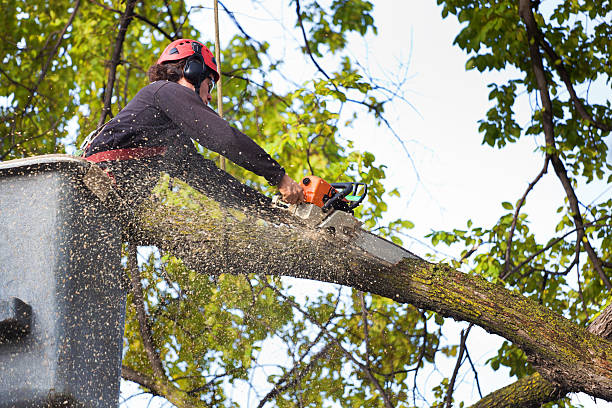 Best Seasonal Cleanup (Spring/Fall)  in Mitchell, NE