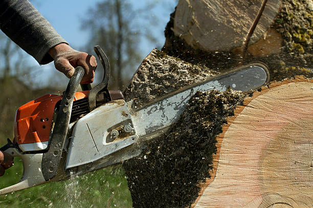 Best Hazardous Tree Removal  in Mitchell, NE