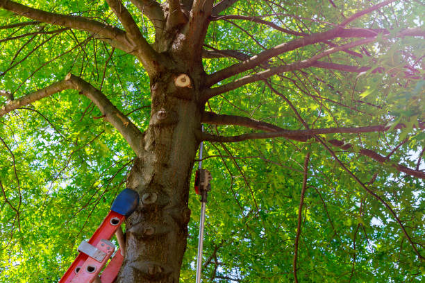 Reliable Mitchell, NE Tree Services Solutions